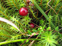 Cranberry Sugar